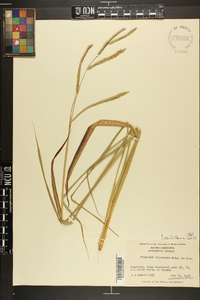 Paspalum dilatatum image