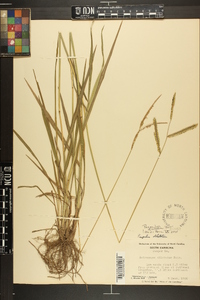 Paspalum dilatatum image