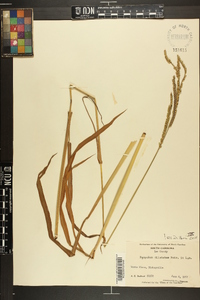 Paspalum dilatatum image