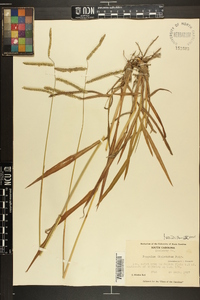 Paspalum dilatatum image