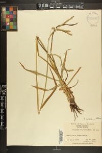 Paspalum dilatatum image