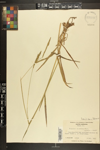 Paspalum dilatatum image