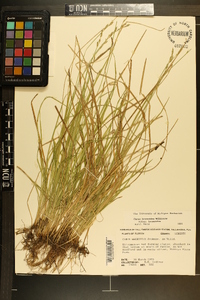 Carex bromoides subsp. bromoides image