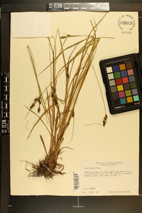 Carex bushii image