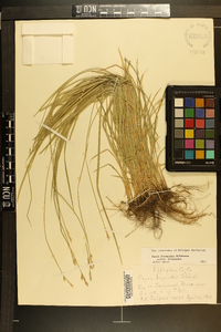 Carex bromoides image