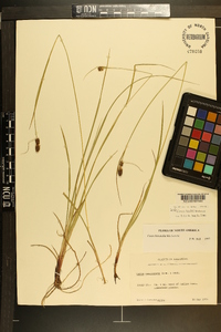 Carex bushii image