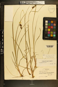 Carex bushii image