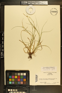 Carex cherokeensis image