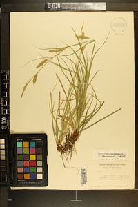 Carex cherokeensis image