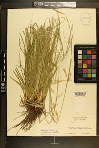 Carex cherokeensis image