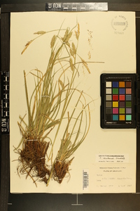 Carex cherokeensis image