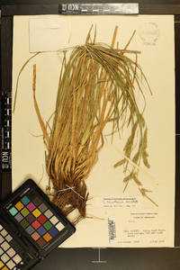 Carex cherokeensis image