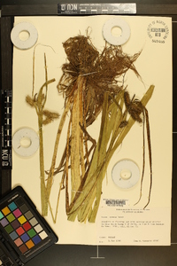 Carex comosa image