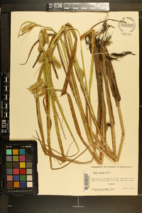 Carex comosa image