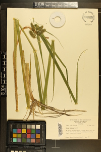 Carex comosa image