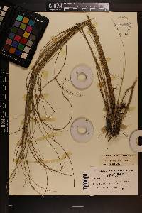 Spartina patens image