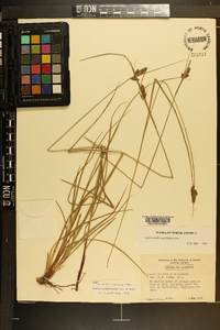 Carex complanata image