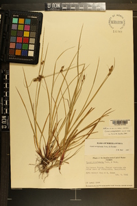 Carex complanata image