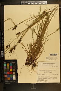 Carex complanata image