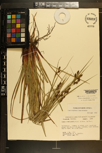 Carex complanata image