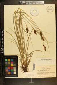 Carex complanata image