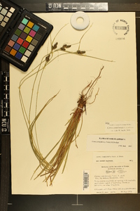 Carex complanata image