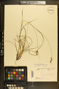 Carex complanata image