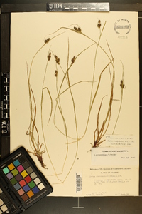 Carex complanata image