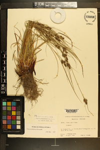 Carex complanata image