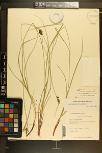 Carex complanata image