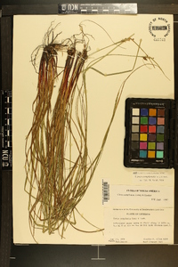 Carex complanata image