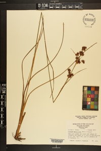 Cladium mariscoides image