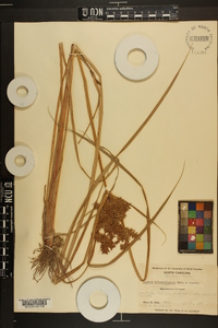 Cyperus flavicomus image