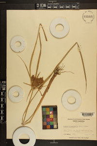 Cyperus flavicomus image