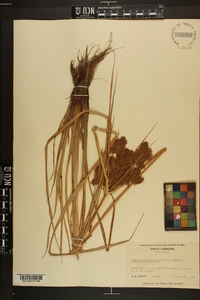 Cyperus flavicomus image