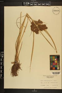 Cyperus flavicomus image