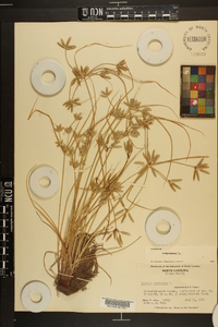 Cyperus compressus image