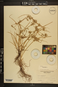 Cyperus compressus image