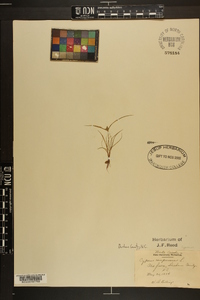 Cyperus compressus image