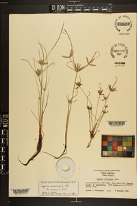 Cyperus compressus image