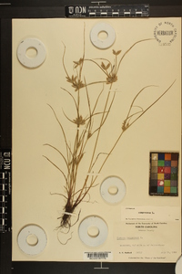 Cyperus compressus image