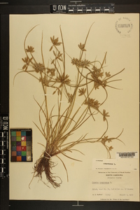 Cyperus compressus image