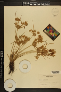 Cyperus compressus image