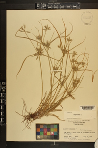 Cyperus compressus image