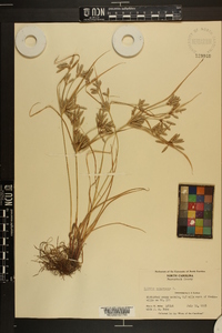 Cyperus compressus image