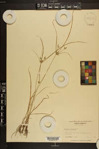 Cyperus compressus image