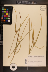 Carex intumescens var. intumescens image