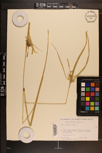 Carex intumescens var. intumescens image