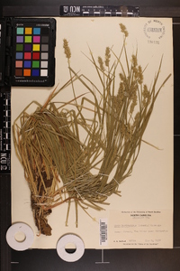 Carex laevivaginata image