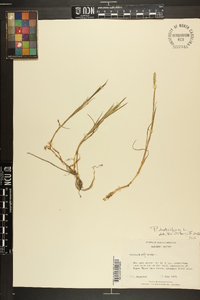 Paspalum distichum image